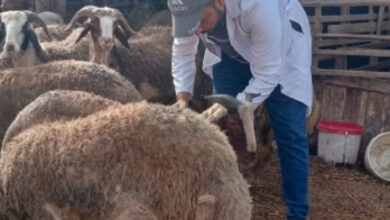 وزارة الزراعة تطلق حملة لتطعيم وترقيم آلاف رؤوس الأغنام في مسافر يطا