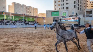 مدينة روابي تشهد انطلاق أضخم بطولات جمال الخيل العربية في فلسطين